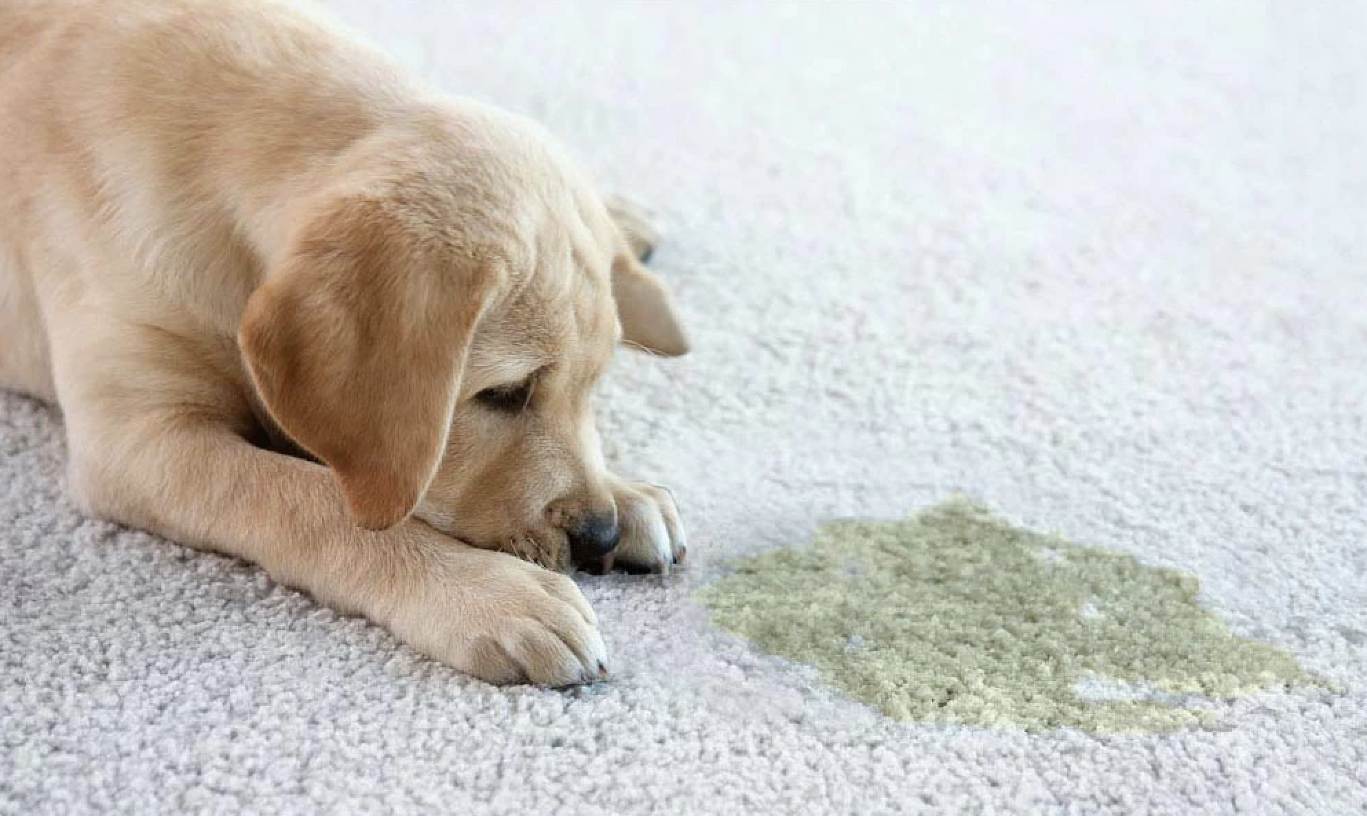 Pet Urine Removal From Carpets