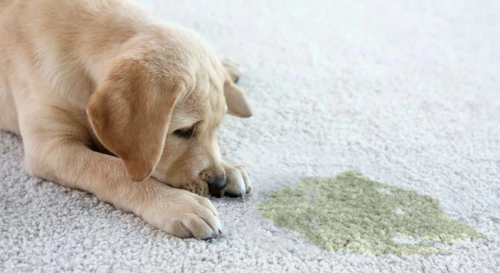 Pet-Urine-Removal-From-Carpets